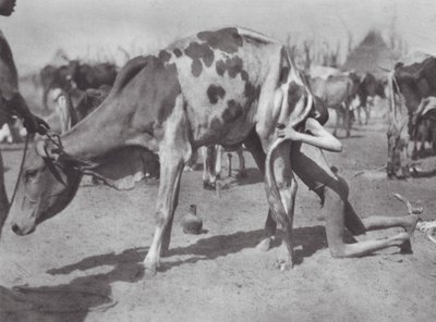 Afrikka: (s/w-kuva): Pohjoinen dinka puhaltaa lehmää (s/w-kuva) tekijältä Hugo Adolf Bernatzik