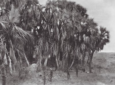 Afrikka: Nuer metsästäjät palmupuussa (s/w kuva). tekijältä Hugo Adolf Bernatzik
