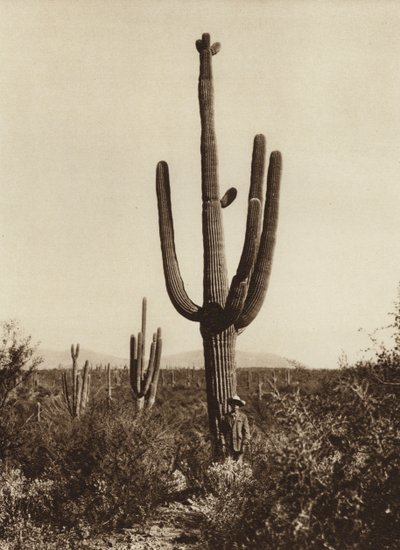Meksiko: "Cereus giganteus" Magdalenan ympäristössä, Sonoran osavaltiossa (s/w-kuva). tekijältä Hugo Brehme