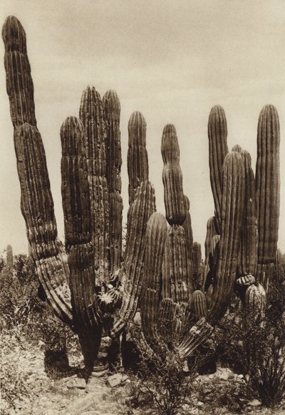 Meksiko: Guaymas, "Cereus Pringlei", Estado Sonora (s/w-kuva). tekijältä Hugo Brehme