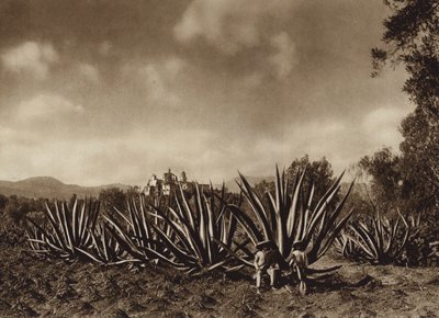 Meksiko: Tepepamin ympäristö ja agave-pelto (s/w-kuva). tekijältä Hugo Brehme