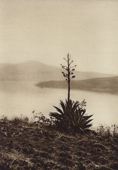 Meksiko: Chapala-järven ranta, jossa agaves kukkivat (s/w-kuva). tekijältä Hugo Brehme