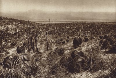 Meksiko: Sierra de Tehuacan, Etuosassa "Echinocactus grandis" (s/w kuva) tekijältä Hugo Brehme