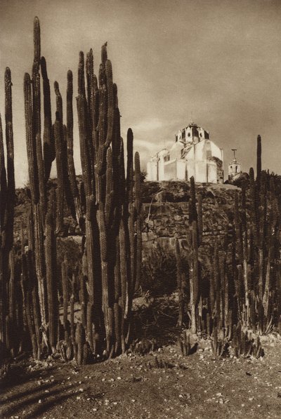 Meksiko: Zapottlan, "Cereus bavosus" (s/w kuva). tekijältä Hugo Brehme