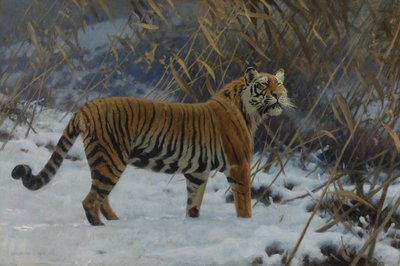 ""Tiikeri lumessa"" (A tiger in the snow) Hugo Ungewitterin maalaus (1869-1944) 1912 Yksityinen kokoelma tekijältä Hugo Ungewitter