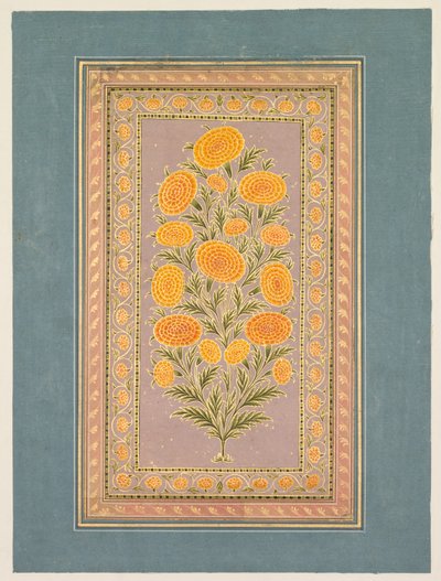 Kukkiva kehäkukka, n. 1765. tekijältä Hunhar II