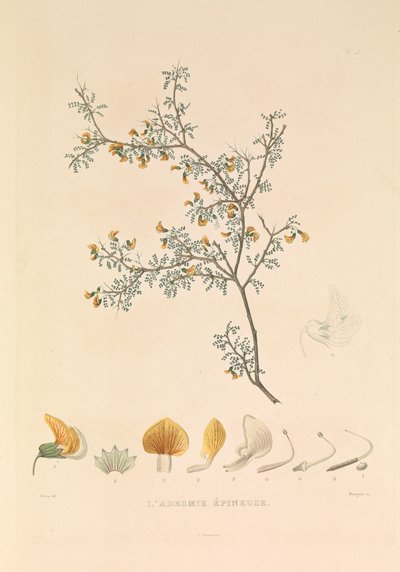 Die Adesmie Épineuse von Hyacinthe Yves Philippe (1781-1846) Potentien