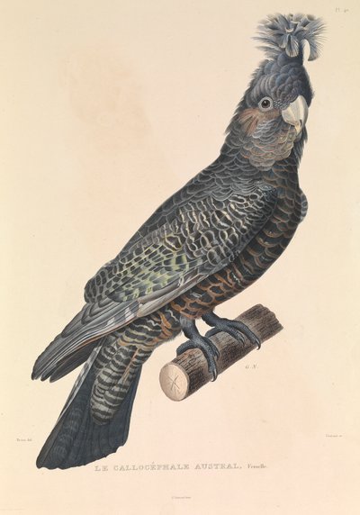 Australian Callicéphale tekijältä Hyacinthe Yves Philippe (1781-1846) Potentien