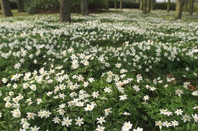 Kevään metsän anemonit tekijältä Ida Publishing