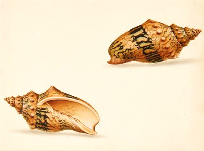 Shell Study (sekoitettu media) tekijältä Ignaz Von (manner of) Born