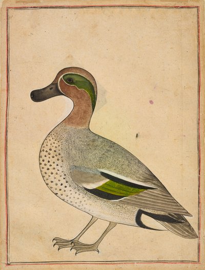 Vihreäsiipinen tavi, n. 1730 tekijältä Indian School