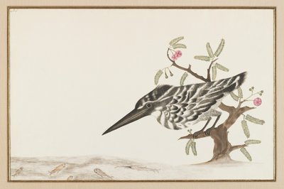 Kingfisher katsomassa (mustetta paperille) tekijältä Indian School