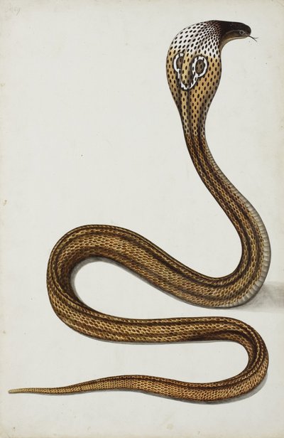 Kobra (Maja tripudians) levitetty huppu, 1785-89 (läpinäkymätön wc paperilla) tekijältä Indian School