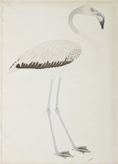 Flamingo, n. 1780 (läpinäkymätön wc paperilla) tekijältä Indian School