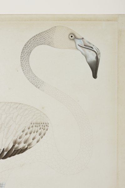 Flamingo, yksityiskohta, n. 1780 (läpinäkymätön wc paperilla) tekijältä Indian School