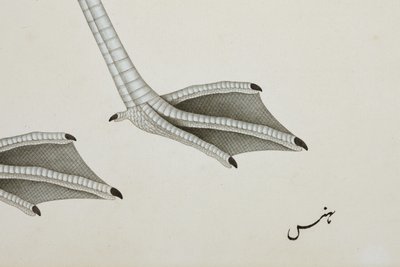 Flamingo, yksityiskohta, n. 1780 (läpinäkymätön wc paperilla) tekijältä Indian School