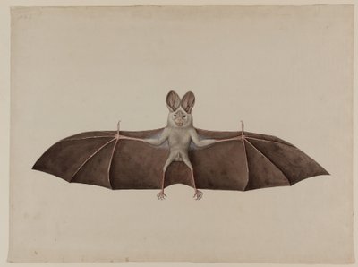 Aasian pieni valevampyyrilepakko, n. 1790 tekijältä Indian School
