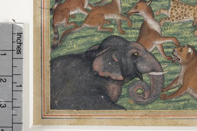 Yksityiskohta Saakaalista, joka julisti itsensä kuninkaaksi, n. 1560-1565 (läpinäkymätön wc ja kultaa paperilla) tekijältä Indian School
