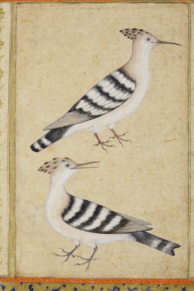 Hoopoes, n. 1590 (läpinäkymätön wc ja kultaa paperilla) tekijältä Indian School