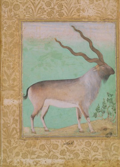 Ibex, Mughal tekijältä Indian School