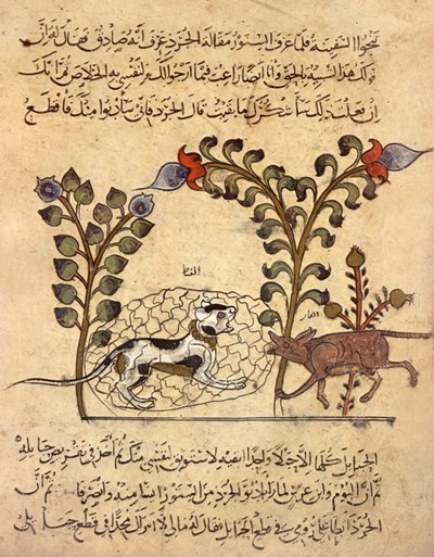 Kissa ja rotta, arabialainen miniatyyri teoksesta "Kalila va dimna". tekijältä Indian School