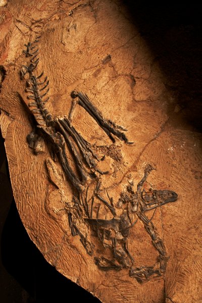 Hampaaton keratosaurus selkärankaisten paleontologian ja paleoantropologian instituutissa Xiaotangshanissa, Pohjois-Pekingissä, Kiinassa. tekijältä Ira Block