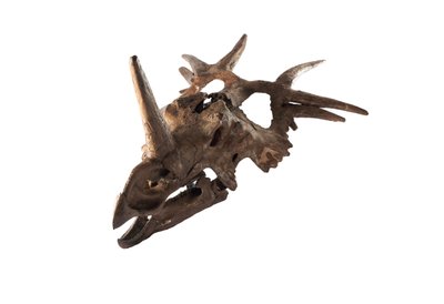 Alkuperäinen Styracosaurus Kanadan luonnonmuseossa. tekijältä Ira Block