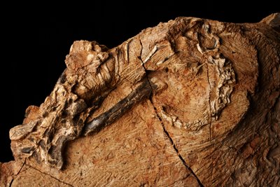 Tuntematon dinosaurus selkärankaisten paleontologian ja paleoantropologian instituutissa Xiaotangshanissa, Pohjois-Pekingissä, Kiinassa. tekijältä Ira Block