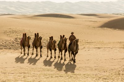 Baktriankamellikaravaani Etelä-Gobin autiomaassa, Mongolia, 2013 (kuva). tekijältä Ira Block