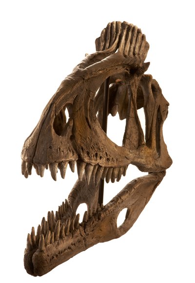 Cryolophosaurus valettu Augustana Collegessa, Rock Island, Illinois. tekijältä Ira Block
