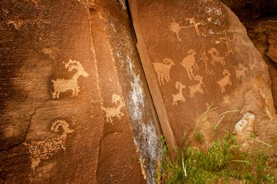 Nine Mile Canyonissa, lampaita lähellä Sandhill Crane -petroglyfipaikkaa, 2005 (kuva). tekijältä Ira Block