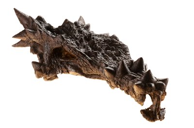 Dracorexin kallo Indianapolisin lastenmuseossa Indianassa. tekijältä Ira Block