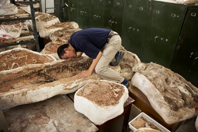 Xing Xu ja kollegat tutkivat näytteitä Kiinan selkärankaisten paleontologian ja paleoantropologian instituutissa Xiaotangshanissa, Pohjois-Pekingissä, Kiinassa. tekijältä Ira Block
