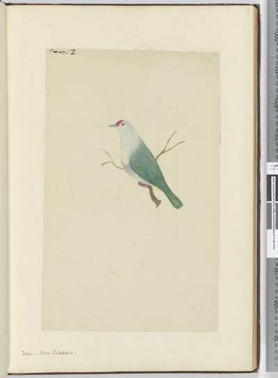 F.12 Kyyhkynen. Uusi-Kaledonia, 1772-75 (wc) tekijältä Isaac Smith