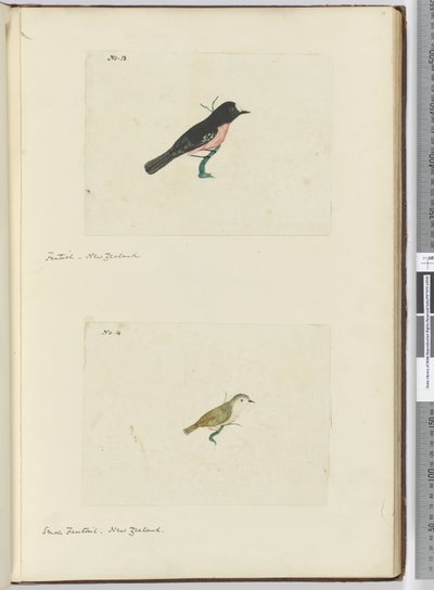F.13 Fantail. Uusi-Seelanti F.14 Pieni fantail. Uusi-Seelanti, 1772-75 (wc) tekijältä Isaac Smith