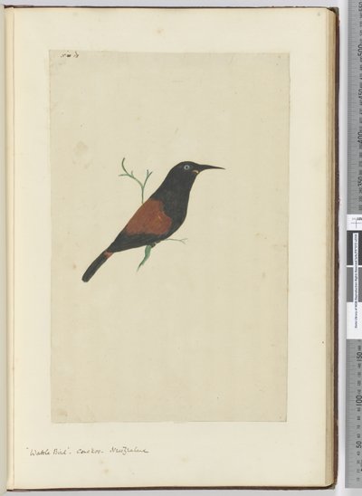 F.18 Hellakkolintu. Käki. Uusi-Seelanti, 1772-75 (wc) tekijältä Isaac Smith