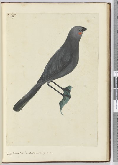 F.19 Suuri hellakkolintu, käki. Uusi-Seelanti, 1772-75 (wc) tekijältä Isaac Smith