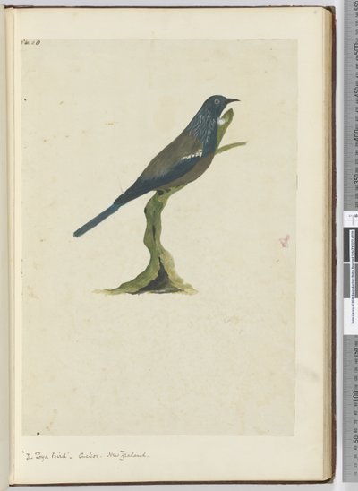 F.20 Poyalintu, käki. Uusi-Seelanti, 1772-75 (wc) tekijältä Isaac Smith