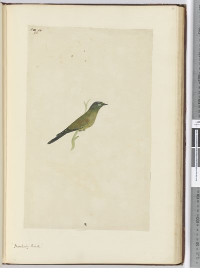 F.22 Pilkkilintu, 1772-75 (wc) tekijältä Isaac Smith