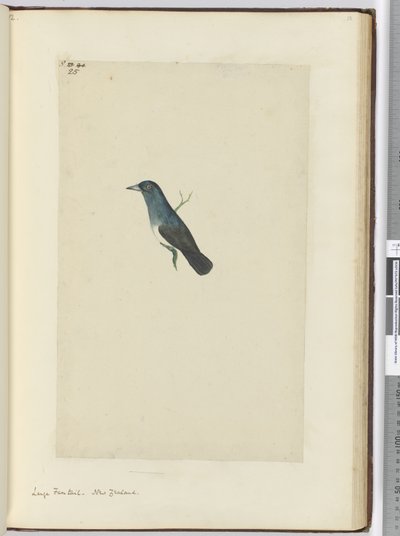 F.25 Suuri fantail. Uusi-Seelanti, 1772-75 (wc) tekijältä Isaac Smith