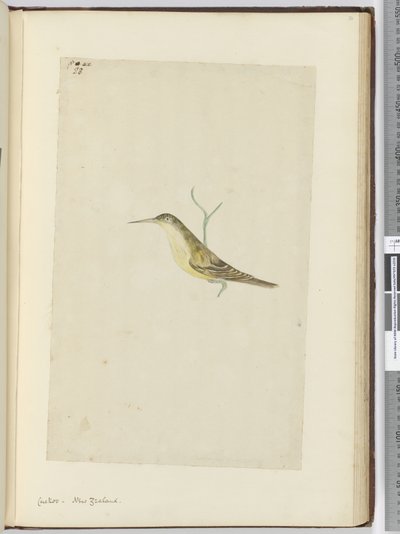 F.28 Käki. Uusi-Seelanti, 1772-75 (wc) tekijältä Isaac Smith