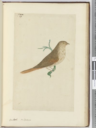 F.29 Karkea nokka. Uusi-Seelanti, 1772-75 (wc) tekijältä Isaac Smith