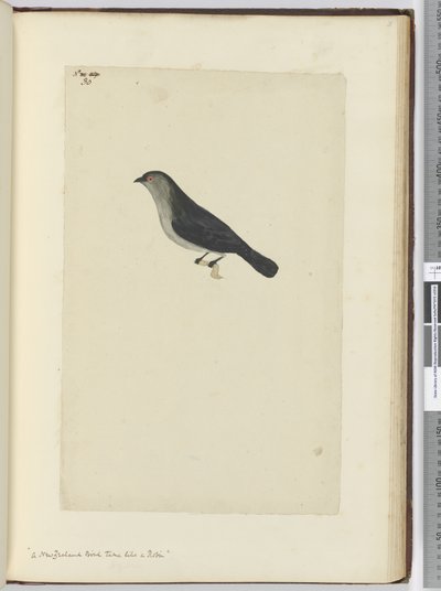 F.30 Uusiseelantilainen lintu kesy kuin robin, 1772-75 (wc) tekijältä Isaac Smith