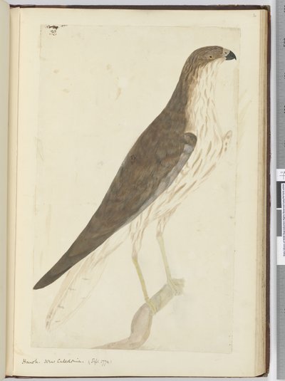 F.32 Hawk. Uusi-Caledonia. (syyskuu 1774), 1772-75 (wc) tekijältä Isaac Smith