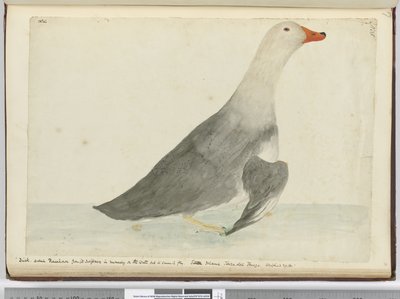 F.35 Ankka kutsui Kilpahevosta nopeudestaan vedessä juoksemisessa, mutta se ei osaa lentää. Staten Island Tierra del Fuego. Paino 29 lbs, 1772-75 (wc) tekijältä Isaac Smith