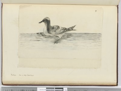 F.37a Pintado. Nähty korkealla etelälat., 1772-75 (wc) tekijältä Isaac Smith
