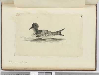 F.37b Pintado. Nähty korkealla etelälat., 1772-75 (wc) tekijältä Isaac Smith