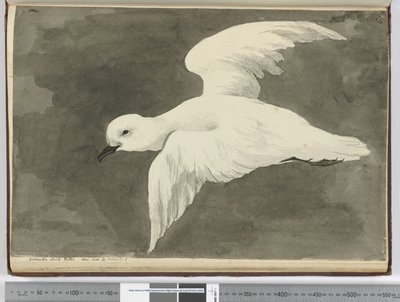 F.39 Etelämantereen valkoinen petroli. Nähty lat. 60 - lat. 71 S., 1772-75 (wc) tekijältä Isaac Smith