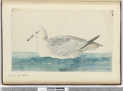F.42 Etelämantereen harmaa albatrossi, 1772-75 (wc) tekijältä Isaac Smith