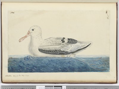 F.43 Albatrossi. Nähty meren korkeudessa S. lat., 1772-75 (wc) tekijältä Isaac Smith